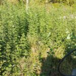 Heckenschnitt vorher