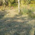 Heckenschnitt nachher